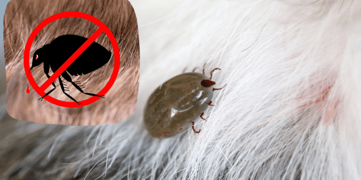 Easy DIY: Discover What Kills Fleas on Dogs Now