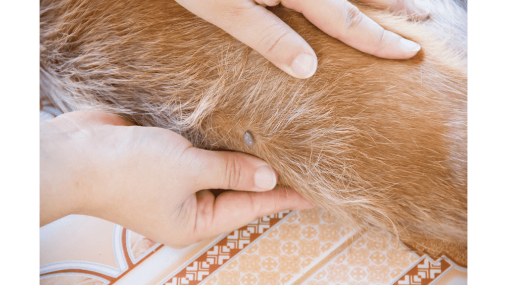 Fleas on Dogs