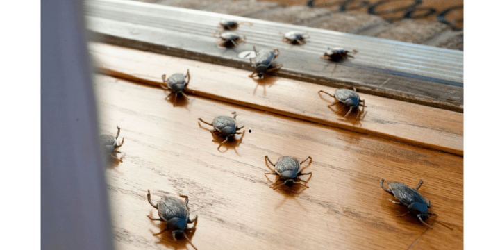 Get Rid of Roaches Overnight DIY Style Now!