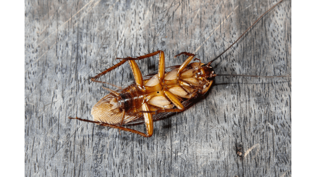 How To Get Rid of Roaches Overnight DIY