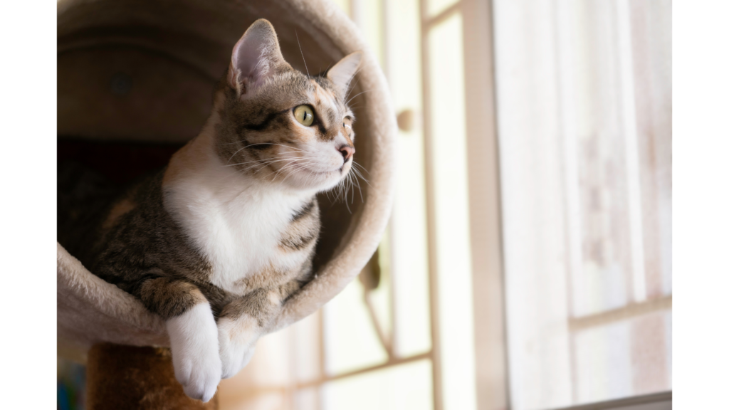 How to make an EASY DIY Cat Tree